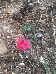 Ipomopsis aggregata bridgesii