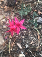 Ipomopsis aggregata bridgesii