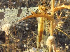 Palpares libelluloides