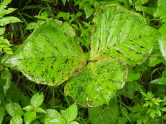 Arisaema elephas