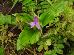 Roscoea tibetica