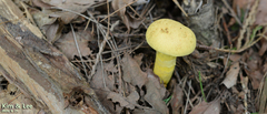 Pulveroboletus