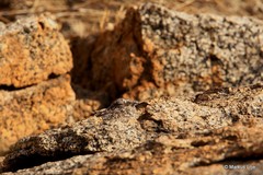 Caprimulgus tristigma