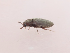 Trixagus sericeus