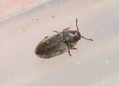 Trixagus sericeus