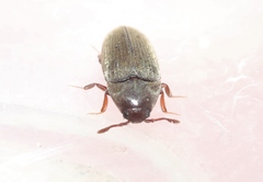 Trixagus sericeus