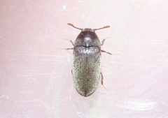 Trixagus sericeus