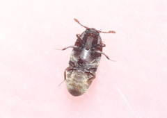 Trixagus sericeus