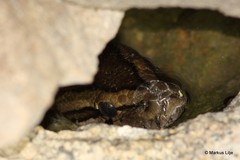 Python natalensis
