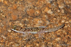 Pachydactylus bicolor
