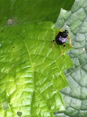 Phymatapoderus pavens