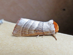 Datana integerrima