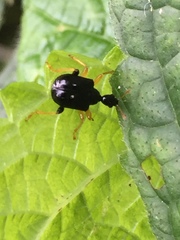 Phymatapoderus pavens