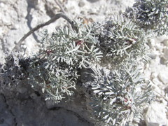 Artemisia hololeuca