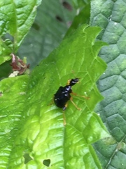 Phymatapoderus pavens