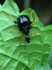 Phymatapoderus pavens