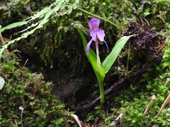 Roscoea