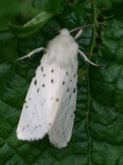 Spilosoma punctaria