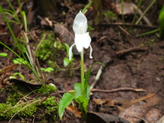 Roscoea cautleyoides