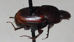 Onthophagus vinctus
