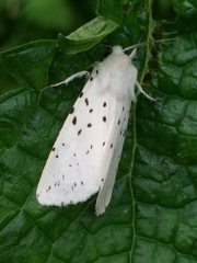 Spilosoma punctaria