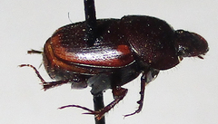 Onthophagus vinctus