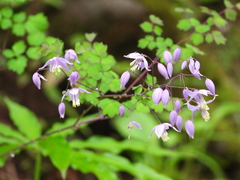 Thalictrum delavayi