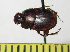 Onthophagus vinctus