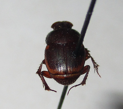Onthophagus vinctus