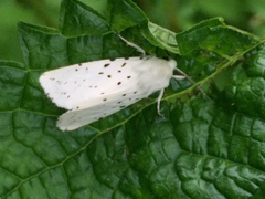Spilosoma punctaria