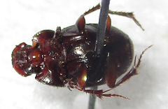 Onthophagus vinctus