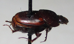 Onthophagus vinctus