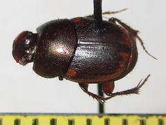 Onthophagus vinctus