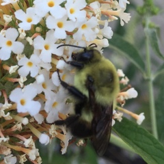 Bombus griseocollis