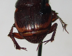 Onthophagus vinctus
