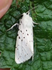 Spilosoma punctaria