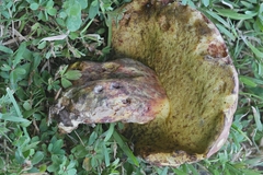 Boletus roodyi