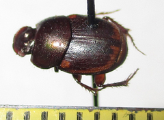 Onthophagus vinctus