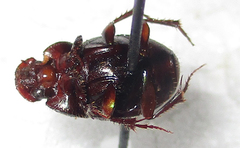 Onthophagus vinctus