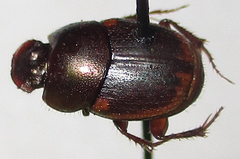 Onthophagus vinctus