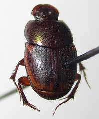 Onthophagus vinctus