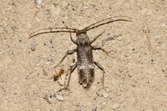 Phacodes