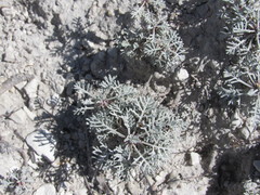 Artemisia hololeuca