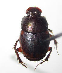 Onthophagus vinctus