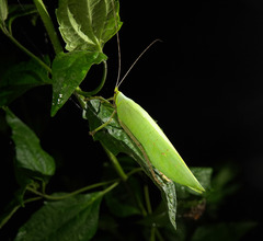 Onomarchus uninotatus