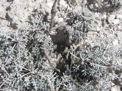 Artemisia hololeuca