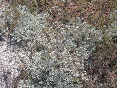 Artemisia hololeuca