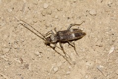 Phacodes