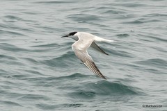 Sterna hirundo