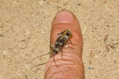 Phacodes